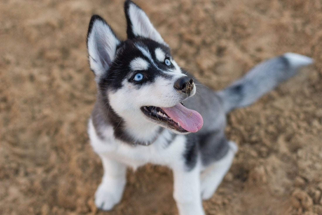 Husky Siberiano ¿Qué debo saber de este perrito maravilloso y único? Aquí te contamos - Pet's Table