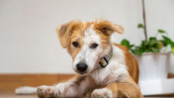 Caída de pelo en perros: Causa, tratamientos y cómo la alimentación afecta a tu peludito - Pet's Table