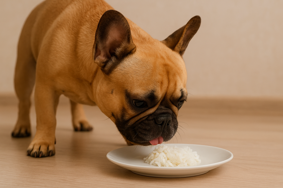 ¿Los perros pueden comer arroz? Descubre sus potenciales beneficios y cuidados - Pet's Table