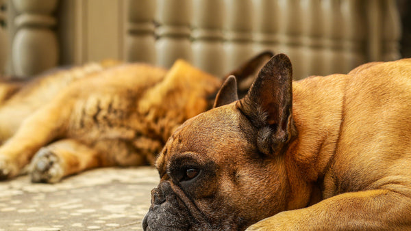 Colitis en perros: Descubre sus síntomas, prevención y cómo la alimentación afecta en su enfermedad - Pet's Table