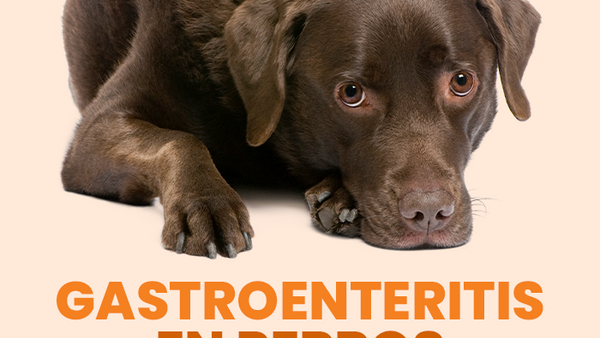 Gastroenteritis en perros ¿Qué debes saber y cómo ayudar a prevenirla? - Pet's Table