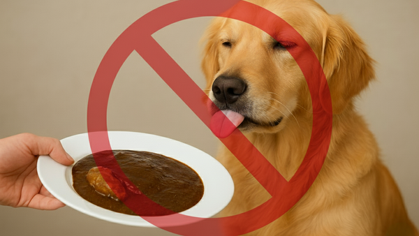 ¿Los perros pueden comer mole? Descubre sus posibles riesgos y cómo evitarlos completamente - Pet's Table