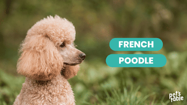 Conoce al perro Poodle, una tierna y leal raza que te va a enamorar - Pet's Table