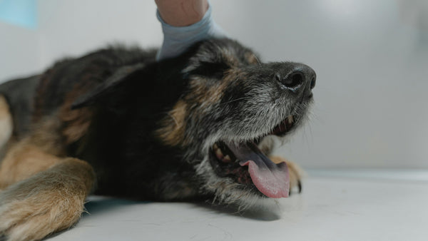 Giardis en perros: Por qué aparece, tratamiento y algunos cuidados en la alimentación canina - Pet's Table