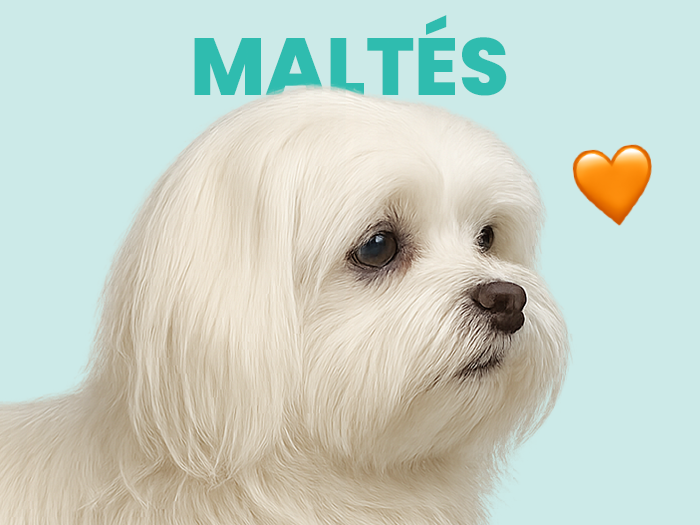 Descubre todos sobre lo relacionado con el tierno perro Maltés - Pet's Table