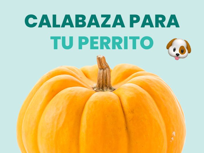 Descubre si la calabaza es buena para los perros y cómo brindarla de manera segura.