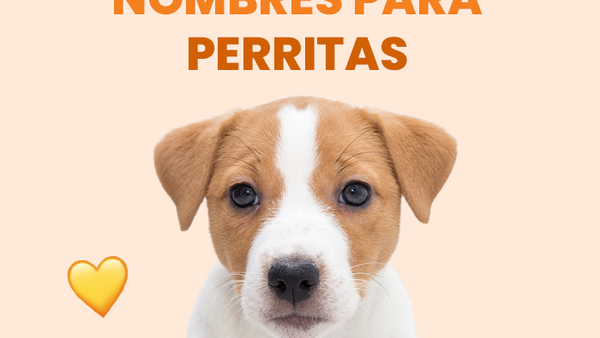 Descubre cuáles son los mejores nombres para perritas del mundo - Pet's Table