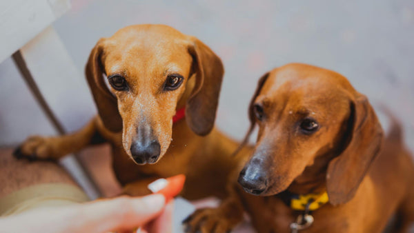 Omega 3 para perros: Descubre todos los beneficios potenciales de este mineral para tu peludo - Pet's Table