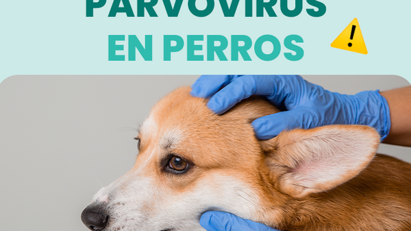 Descubre qué es el parvovirus en perros y cómo combatirlos de forma segura - Pet's Table