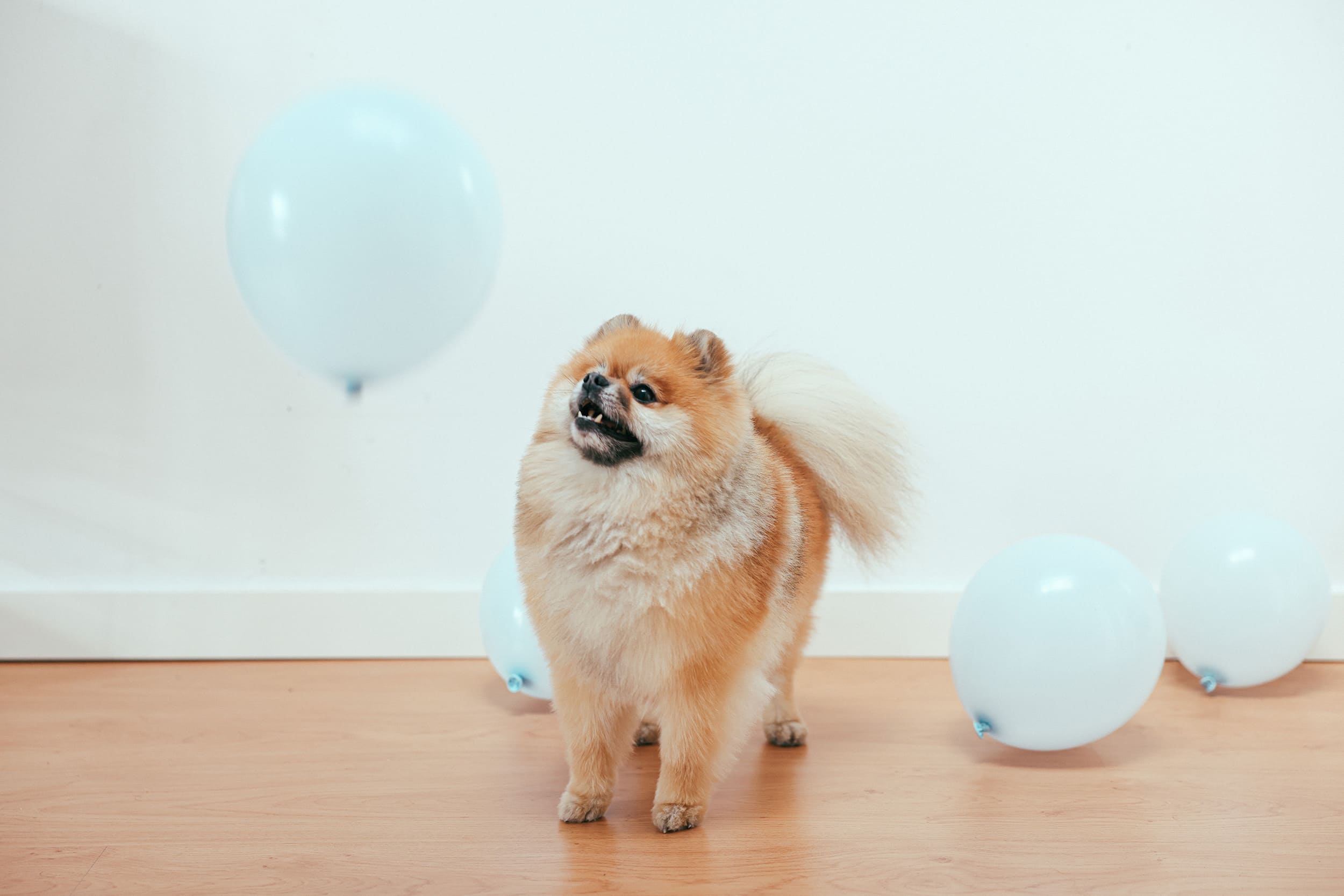 son los pomeranias perros agresivos