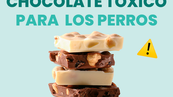 ¿Los perros pueden comer chocolate? Te contamos los que causa esta golosina en tu perrito - Pet's Table