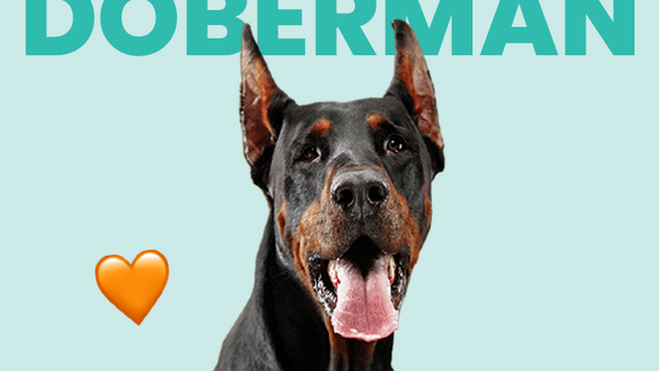Perro Dóberman ¿Qué debo saber? Aquí te contamos todo acerca de esta increíble raza - Pet's Table