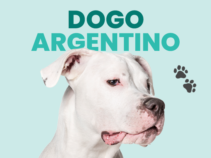 Conoce al Dogo Argentino, desde su historia y sus cuidados necesarios - Pet's Table