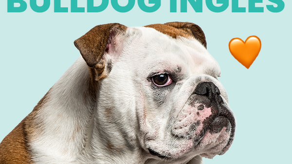 Conoce al Bulldog Inglés, una maravillosa raza de perros - Pet's Table
