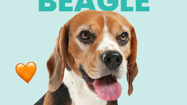 Conoce todo acerca del perro Beagle, información completa sobre esta linda y tierna raza - Pet's Table