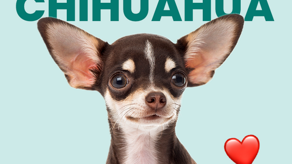 El chihuahua, una raza pequeña pero valiente y leal - Pet's Table