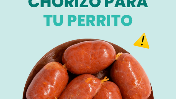 ¿Los perros pueden comer chorizo? Descubre todo acerca de sus beneficios y los riesgos potenciales para tu perrito - Pet's Table