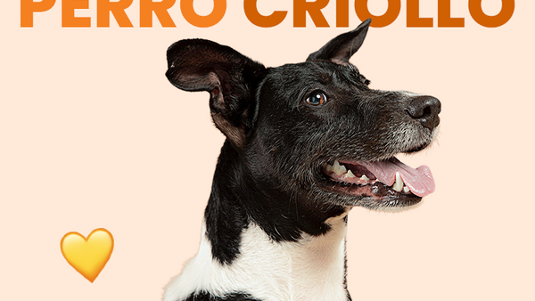 Perro Criollos: Descubre todo lo relacionado con esta raza - Pet's Table
