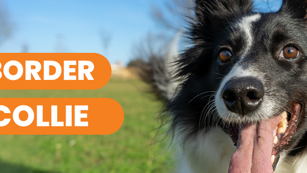 Border Collie: Conoce sus características y cómo cuidarlo correctamente - Pets Table