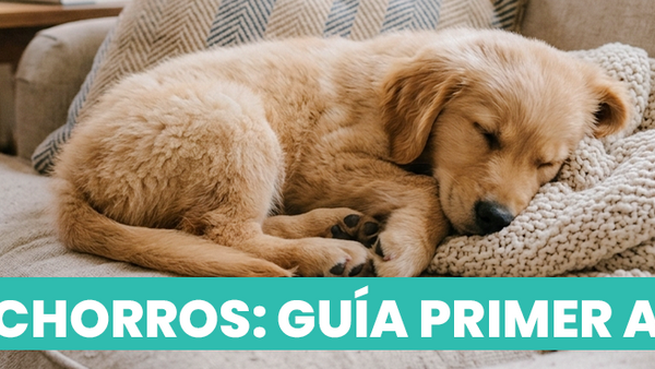 El primer año de tu perro cachorro debe estar lleno de cariño y la mejor alimentación natural de México - Pet's Table