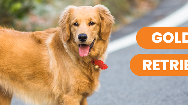 Información sobre el perro Golden Retriever - Pet's Table