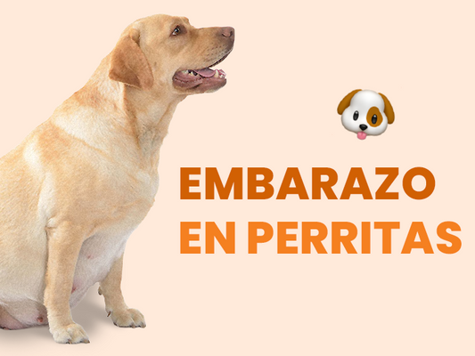 ¿Cuánto dura el embarazo de una perra? - Pet's Table