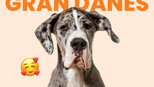 Perro Gran Danés, el más gentil de todos. Descubre cómo cuidarlo con la mejor comida natural del país - Pet's Table