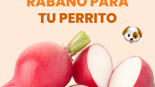 ¿Los perros pueden comer rábano? Descubre todo lo relacionado con esta verdura y tu peludito - Pet's Table