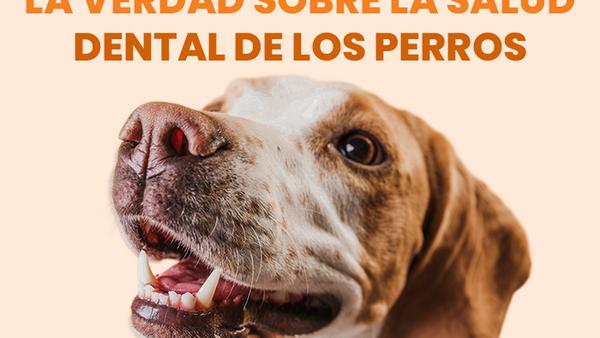 La verdad sobre el cuidado de los dientes de los perros - Pet's Table