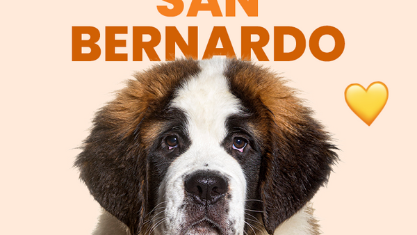 Conoce al San Bernardo, una raza única y cariñosa - Pet's Table
