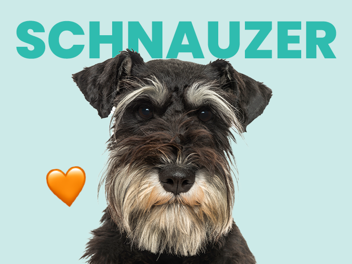 Schnauzer: Conoce esta linda y peculiar raza de perros - Pet's Table