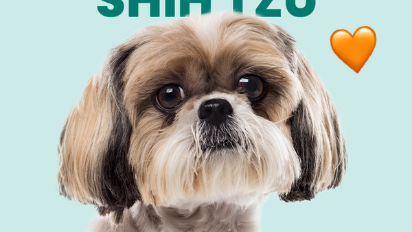 Conoce al Shih Tzu, una compañía ideal para familias pequeñas o parejas - Pet's Table