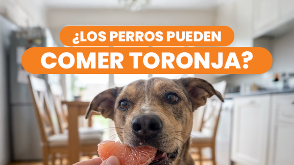 Descubre si los perros pueden comer toronja de forma segura y sin riesgos - Pet's Table