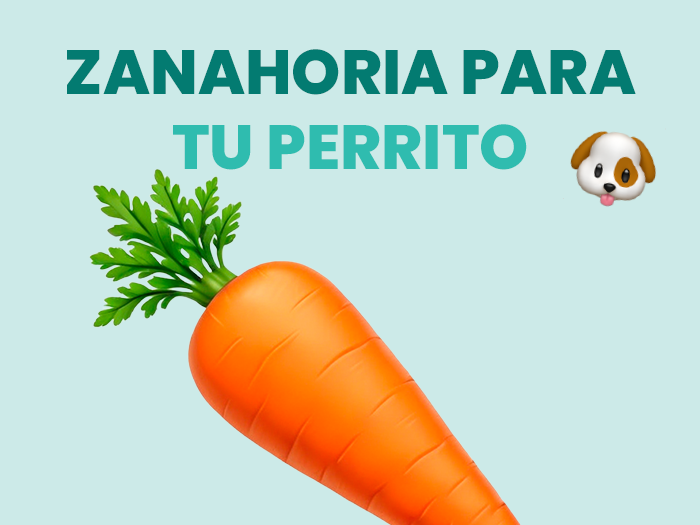 Zanahoria para perros, ¿Es realmente buena?