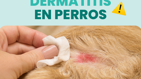 Descubre cómo tratar la dermatitis en perros de forma efectiva y segura - Pet's Table