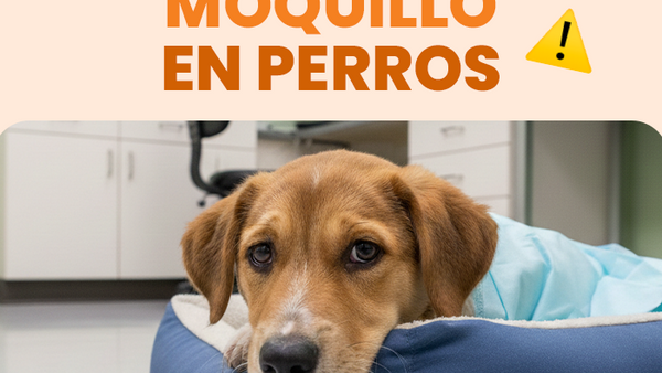 Descubre todo sobre el moquillo en perros y cómo prevenirlo de forma segura - Pet's Table