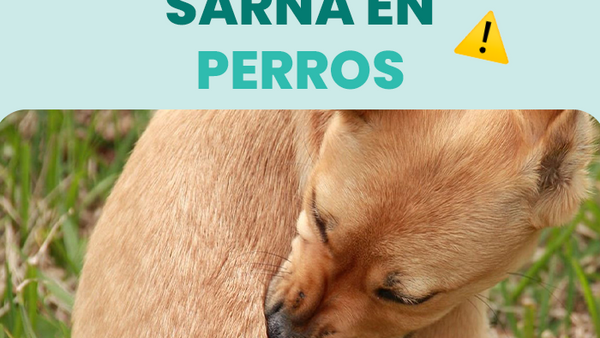 Aprende a detectar y prevenir la sarna en perros con los mejores cuidados y consejos - Pet's Table