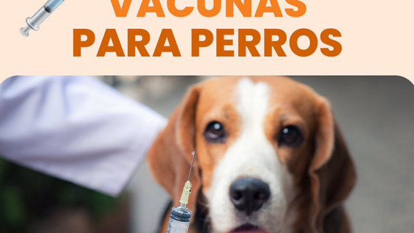 ¿Cuándo son necesarias las vacunas para perros? Descúbrelo aquí - Pet's Table