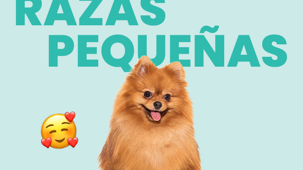 Perros de raza pequeña: Descubre las razas más adorables del mundo - Pet's Table
