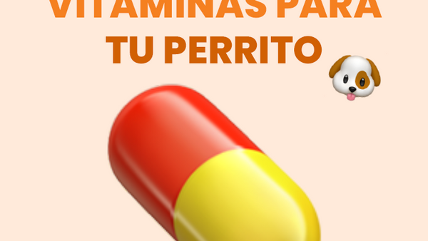 Vitaminas para perros: Descubre cuáles son las mejores - Pet's Table