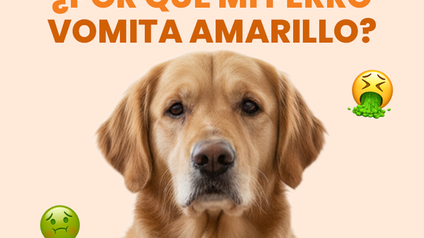 ¿Por qué mi perro vomita amarillo? Descubre la respuesta a esta pregunta tan común entre papás perrunos - Pet's Table