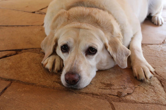 Sobrepeso en perros ¿Cómo prevenirlo y tratarlo naturalmente? - Pet's Table