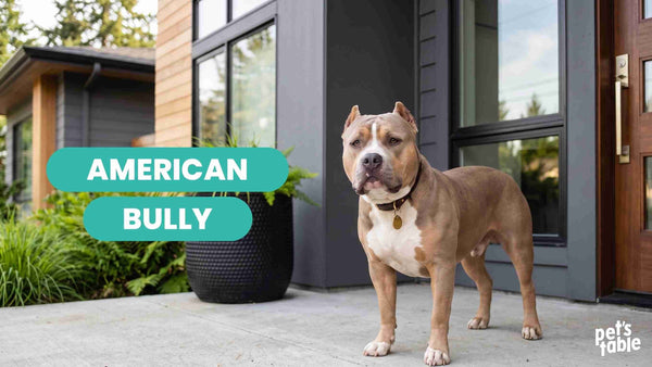 Descubre al American Bully, todo lo relacionado con esta imponente raza - Pet's Table