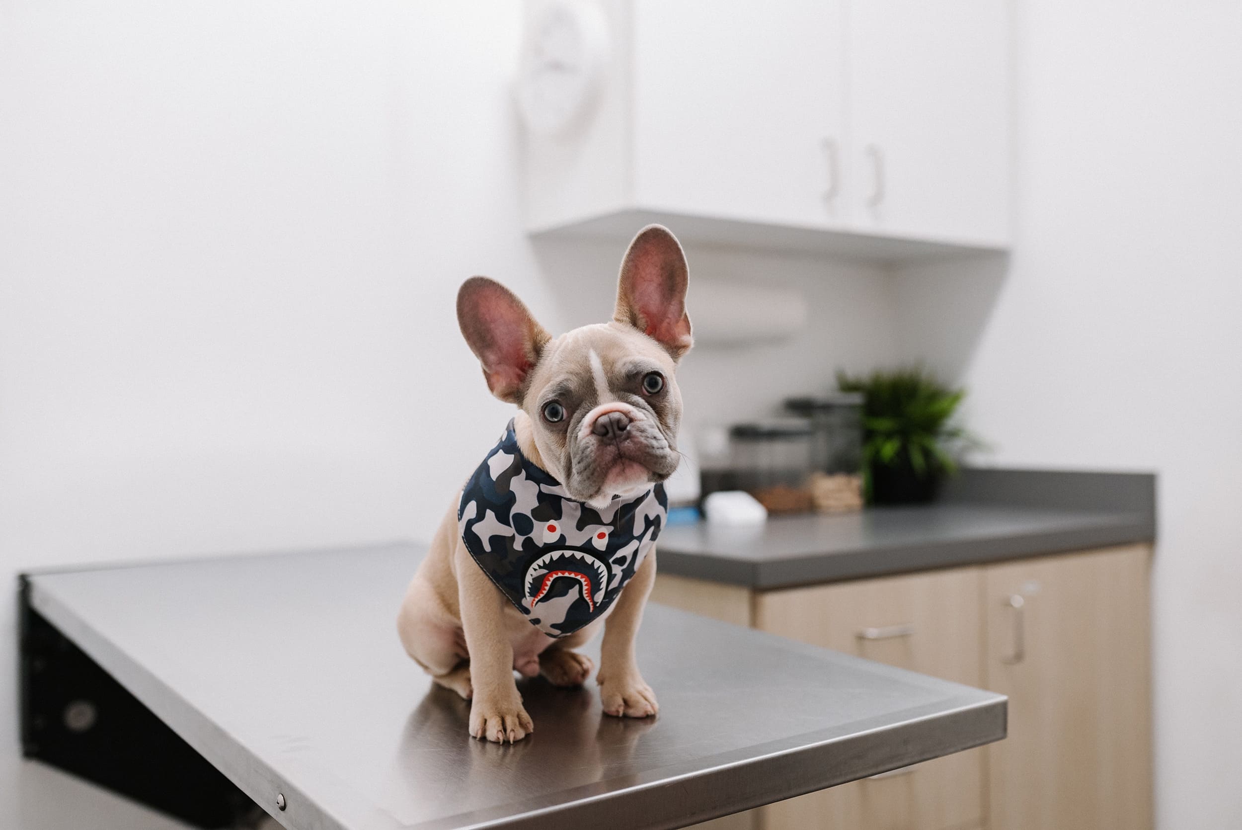 es necesaria la vacuna contra la influenza canina