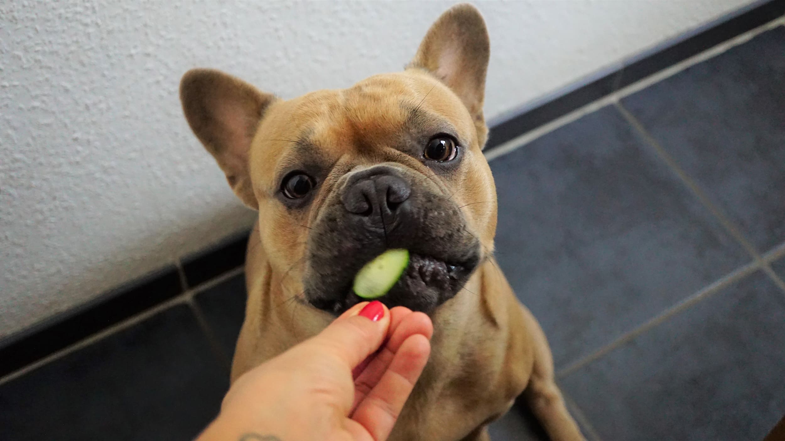 que verdura puede comer un cachorro