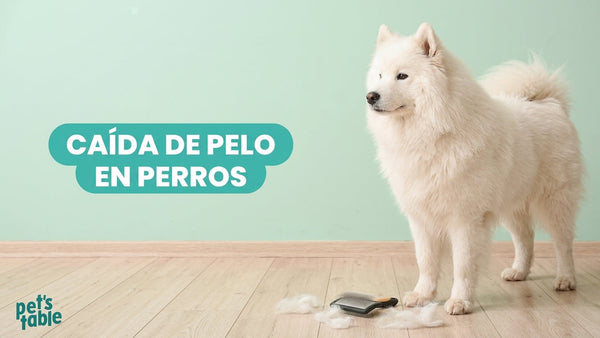 Caída de pelo en perros: Causa, tratamientos y cómo la alimentación afecta a tu peludito - Pet's Table
