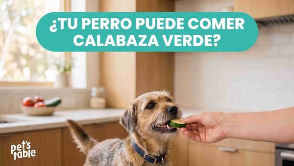 ¿Los perros pueden comer calabaza verde? Descubre qué calabaza pueden comer los perros - Pet's Table
