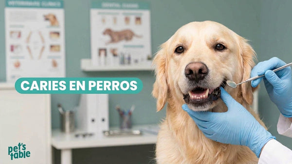 Descubre cómo prevenir las caries en perros y cómo tratarlas de una forma segura - Pet's Table