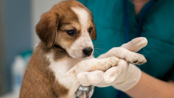 Anemia en perros: Descubre cómo tratarla y prevenirla naturalmente - Pet's Table