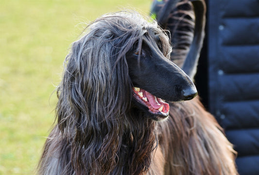 Perro Afgano: Conoce al rey de los perros - Pet's Table